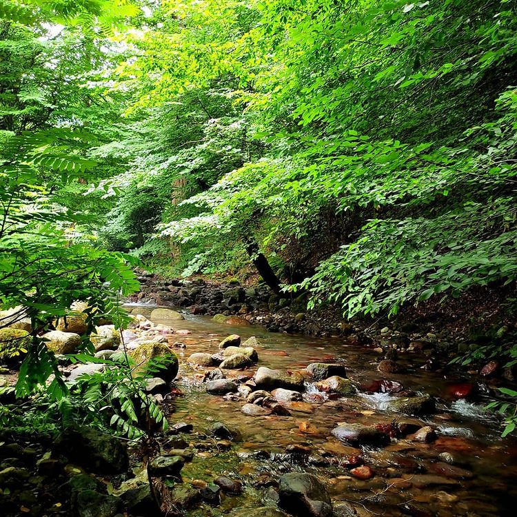 روستای نصفی شهرستان رودبار، نصفی گیلان، نصفی رستم آباد، آلش دشت، تپه ی مارلیک، جام مارلیک، مارلیک رستم آباد